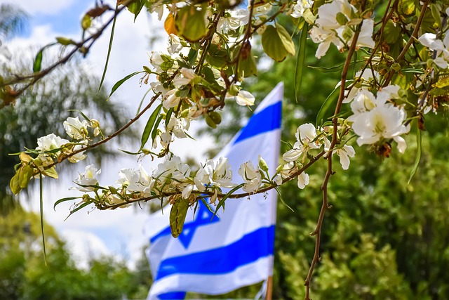 Israeli flag with a background of fig trees